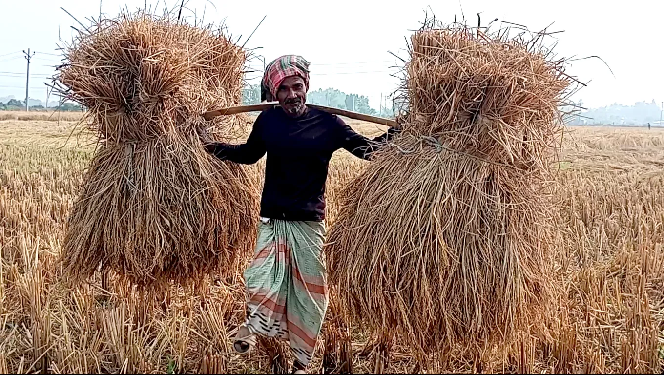 ফুলবাড়ীতে,  আমন ধানের বাম্পার ফলন, বেশি দাম পেয়ে খুশি কৃষকরা